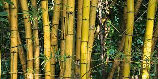 Prečo bambus ? - E-shop Bambukoko.com