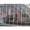 2514 4 3087 12 profesionalni odchytova past na kuny a kocky h102x26x30v2