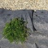 VOM® Set na vegetačné oporné múry 1m2 – pohľad 2